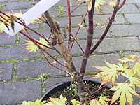 Acer%20palmatum%20Orange%20Dream%20-%20Pilzkrankheit%20Verticillium%2001.JPG