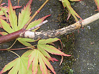 Acer%20palmatum%20Orange%20Dream%20-%20Pilzkrankheit%20Verticillium%2002.JPG