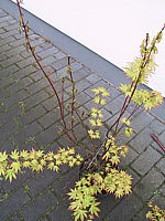 Acer%20palmatum%20Orange%20Dream%20-%20Pilzkrankheit%20Verticillium%2003.JPG