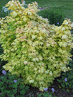 Acer%20palmatum%20Orange%20Dream%2002.JPG
