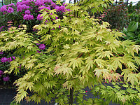 Acer%20palmatum%20Orange%20Dream%2003.JPG