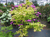 Acer%20palmatum%20Orange%20Dream%2004.JPG