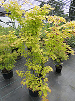 Acer%20palmatum%20Orange%20Dream%202m.JPG