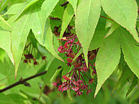 Acer%20palmatum%20Osakazuki%20-%20Bluetenmacro01.JPG