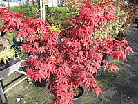 Acer%20palmatum%20Osakazuki%20-%20Herbst%201.JPG