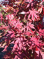 Acer%20palmatum%20Osakazuki%20-%20Herbst.JPG