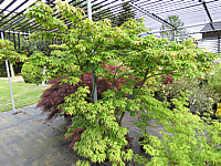 Acer%20palmatum%20Osakazuki%20-%20ganze%20Pflanze%202m.JPG