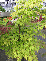 Acer%20palmatum%20Osakazuki%20-%20weit.JPG