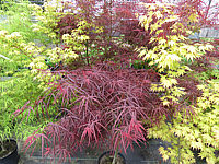 Acer%20palmatum%20Red%20Pygmy%20-%20Austrieb.JPG