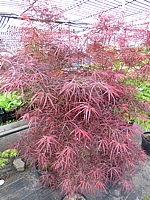 Acer%20palmatum%20Red%20Pygmy%20-%20Austrieb01.JPG