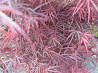 Acer%20palmatum%20Red%20Pygmy%20-%20Austrieb02.JPG