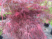 Acer%20palmatum%20Red%20Pygmy%20-%20Austrieb03.JPG