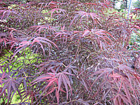 Acer%20palmatum%20Red%20Pygmy%20-%20Blattwerk.JPG