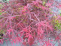 Acer%20palmatum%20Red%20Pygmy.JPG