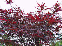 Acer%20palmatum%20Red%20Pygmy3.JPG