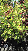 Acer%20palmatum%20Sangokaku%20-%20Austrieb%201.JPG