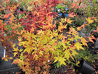Acer%20palmatum%20Sangokaku%20-%20Herbst%2001.JPG