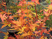 Acer%20palmatum%20Sangokaku%20-%20Herbst%2002.JPG