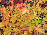 Acer%20palmatum%20Sangokaku%20-%20Herbst%2003.JPG