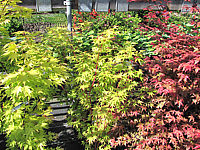 Acer%20palmatum%20Sangokaku%2002.JPG