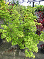 Acer%20palmatum%20Seiryu%20-%20Austrieb01.JPG