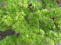 Acer%20palmatum%20Seiryu%20-%20Austrieb02.JPG