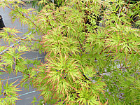 Acer%20palmatum%20Seiryu%20-%20Blaetter%20nah.JPG