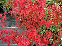 Acer%20palmatum%20Seiryu%20-%20Herbst%2001.JPG