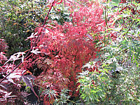Acer%20palmatum%20Seiryu%20-%20Herbst%201a.JPG
