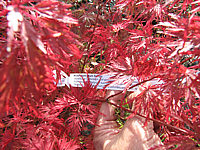 Acer%20palmatum%20Seiryu%20-%20Herbst%201b.JPG