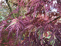 Acer%20palmatum%20Seiryu%20-%20Herbst%202019%20-002.JPG