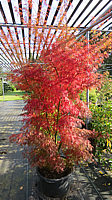 Acer%20palmatum%20Seiryu%20-%20Herbst%202019%20-004.JPG