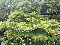 Acer%20palmatum%20Seiryu%20-%20Sol%2002.JPG
