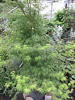 Acer%20palmatum%20Seiryu%20-%20Sol%2003.JPG