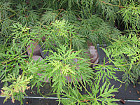 Acer%20palmatum%20Seiryu%20-%20nah.JPG