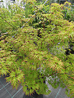 Acer%20palmatum%20Seiryu%201,5m.JPG