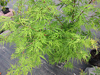 Acer%20palmatum%20Seiryu.JPG