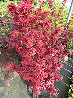 Acer%20palmatum%20Shaina%20-%20im%20Austrieb.JPG