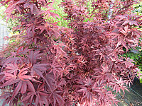 Acer%20palmatum%20Shaina%20-%20nah.JPG
