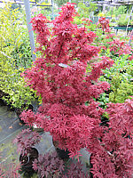 Acer%20palmatum%20Shaina%2001.JPG