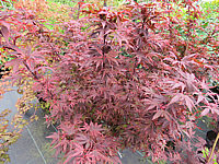 Acer%20palmatum%20Shaina%2002.JPG