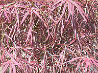 Acer%20palmatum%20Shaina%20nah%201.jpg