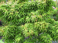 Acer%20palmatum%20Sharps%20Pygmy.JPG