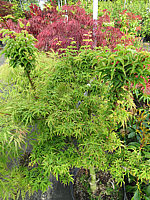 Acer%20palmatum%20Shishi%20gashira%2001.JPG