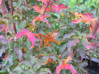Acer%20palmatum%20Shishigashira%20-%20Herbst.JPG