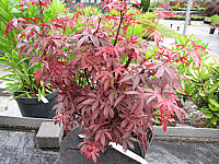 Acer%20palmatum%20Skeeter's%20Broom.JPG