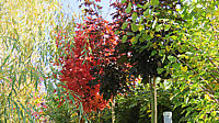 Acer%20platanoides%20Crimson%20Sentry%20-%20Herbst%202015.JPG