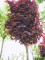 Acer%20platanoides%20Crimson%20Sentry%20-%20Sol.JPG