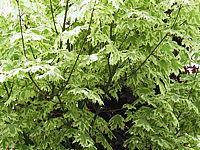 Acer%20platanoides%20Drummondii%20-%20Blattwerk.JPG