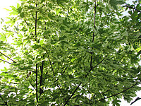 Acer%20platanoides%20Drummondii%20-%20Juni.JPG